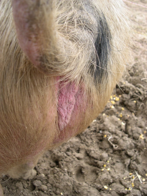 Petunia is not due to farrow for a few weeks.  Notice the marked lack of swelling.